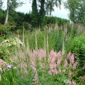Veronicastrum et astilbe